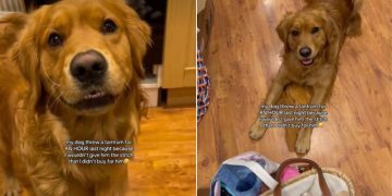 Golden Retriever Has His Eyes on a Toy Mom Bought, Just Not for Him