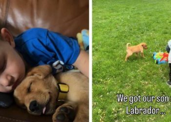 Dog Meets Little Boy & What Follows Is the Purest Form of Friendship