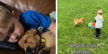 Dog Meets Little Boy & What Follows Is the Purest Form of Friendship