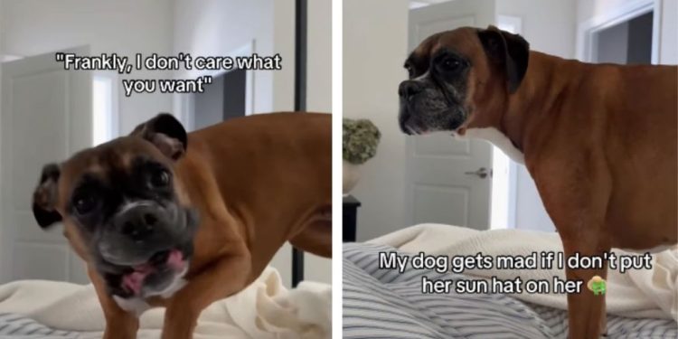 Dog Wants Mom To Put Her Sun Hat on but Thinks Her Services Are ‘Slow’