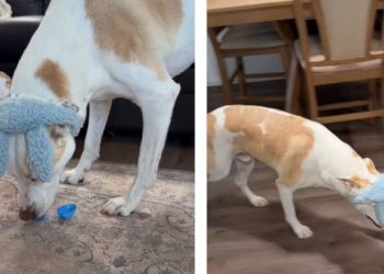 Dog in Bunny Ears Aces the Easter Egg Hunt Mom Organized for Him