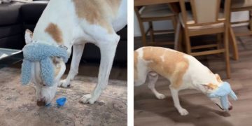 Dog in Bunny Ears Aces the Easter Egg Hunt Mom Organized for Him