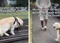 Golden Retriever Leaves for a Walk & Decides to Sit on a Bench Instead