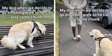 Golden Retriever Leaves for a Walk & Decides to Sit on a Bench Instead