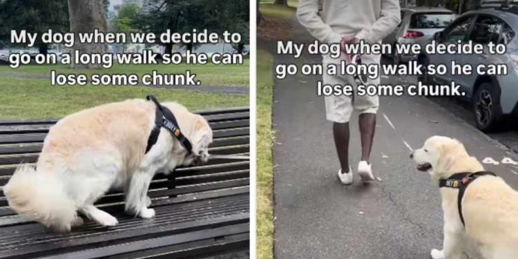 Golden Retriever Leaves for a Walk & Decides to Sit on a Bench Instead