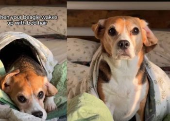 Beagle Looks Super Cute After Waking up With Bed Hair