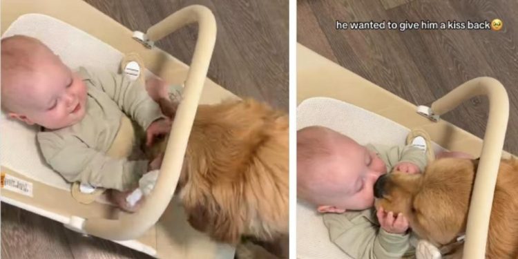 Owner Captures Heartwarming Bonding Moment Between Dog & Baby