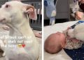 Rescue Dog Always Has To Be Close to the Baby Because She’s Also a Mom
