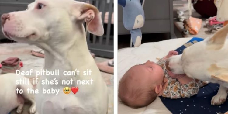 Rescue Dog Always Has To Be Close to the Baby Because She’s Also a Mom