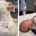 Rescue Dog Always Has To Be Close to the Baby Because She’s Also a Mom