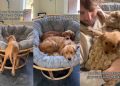 Golden Retriever Still Loves the Chair She Shared With Dad on Day One