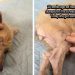 Dog Once Dumped on the Streets Gets Spoiled Until She Finds a Loving Mom