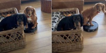 Dog Hilariously Takes Over Vacuum Cleaner at Home