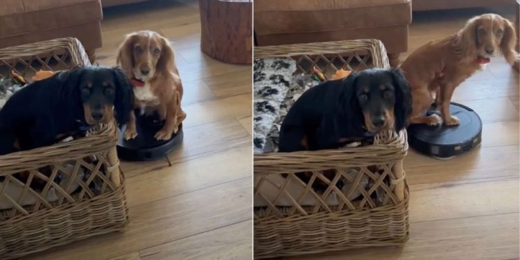 Dog Hilariously Takes Over Vacuum Cleaner at Home