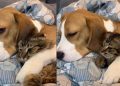 Dog Watches TV While Cuddling With Cat Sibling