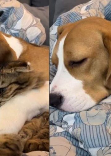 Dog Watches TV While Cuddling With Cat Sibling