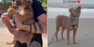 Rescue Dog Finds Forever Home After Being Lost & Living on the Streets