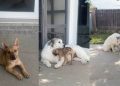 Foster Puppy Becomes Best Buds With Big Dog Before Finding Forever Home