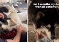 Dogs Wait Patiently for Months for Babies To Grow up & Love Them Back
