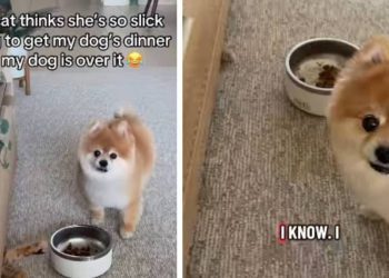 Dog’s Reaction to Cat Trying To Steal Food Is Hilarious