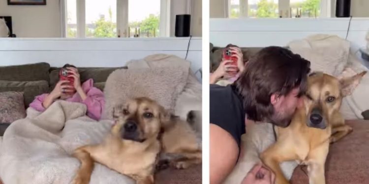 Rescue Dog Doesn’t Want Dad To Interrupt His Snuggle Time With Mom