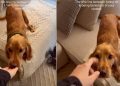 Owner Captures Puppy Being Upset With Her Bed