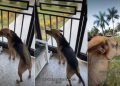 Rescue Dog’s ‘First Encounter With Horse’ Is Unexpectedly Adorable