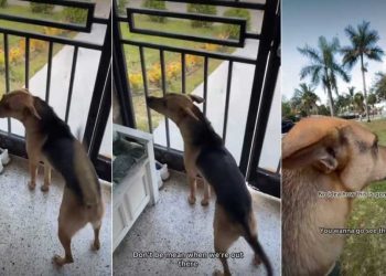 Rescue Dog’s ‘First Encounter With Horse’ Is Unexpectedly Adorable