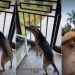 Rescue Dog’s ‘First Encounter With Horse’ Is Unexpectedly Adorable