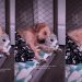 Dog’s Stretch & Tuck Move While Sleeping Is Internet’s New Happy Place