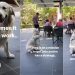 Golden Retriever Has Perfect ‘Strategy’ for Getting Pets From Strangers