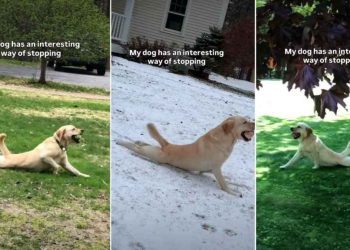 Owner Reveals Dog’s Strikingly Interesting Way of Stopping