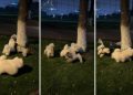 Puppy Goes Round & Round Around Tree With Furry Friends