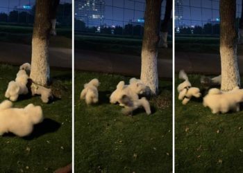Puppy Goes Round & Round Around Tree With Furry Friends