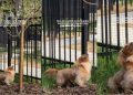 Dog Patiently Waits by Tree for the Bird She Saw That Morning