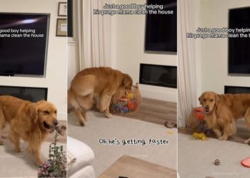 Golden Retriever Helps Pregnant Mom Clean the House, Puts Away His Toys