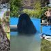Dogs Get Ultimate Pool Upgrade Just in Time for Summer
