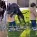 Rescue Dog’s Instant Bond With Little Boy Becomes the Reason She Finds a Home