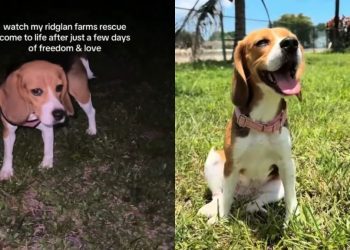 Rescue Dog Once Caged Clings to Mom During Cuddles, Scared It’ll All Go Away
