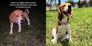 Rescue Dog Once Caged Clings to Mom During Cuddles, Scared It’ll All Go Away