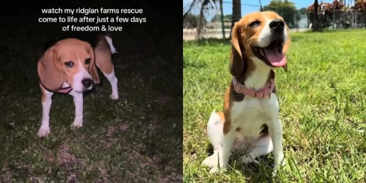 Rescue Dog Once Caged Clings to Mom During Cuddles, Scared It’ll All Go Away