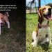 Rescue Dog Once Caged Clings to Mom During Cuddles, Scared It’ll All Go Away
