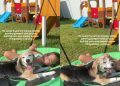 Rescue Dog Spent Years Without Comfort Learns What Love Feels Like With Little Girl