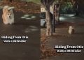 Corgi Gets Even After Owner Tries To Hide From Him