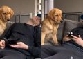 Golden Retriever Resists but Ultimately Gives in to Temptation