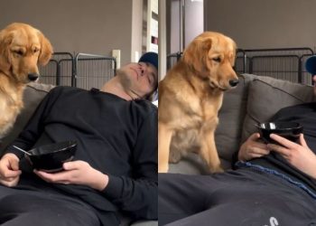 Golden Retriever Resists but Ultimately Gives in to Temptation