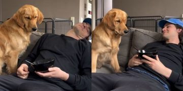 Golden Retriever Resists but Ultimately Gives in to Temptation