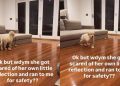 Golden Retriever Knows Mom Will Keep Her Safe, Runs to Her When Scared