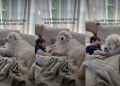 Dog Grew up With Little Boy & Now They Share Unbreakable Bond
