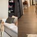 This Golden Retriever Never Seems To Miss a Catch